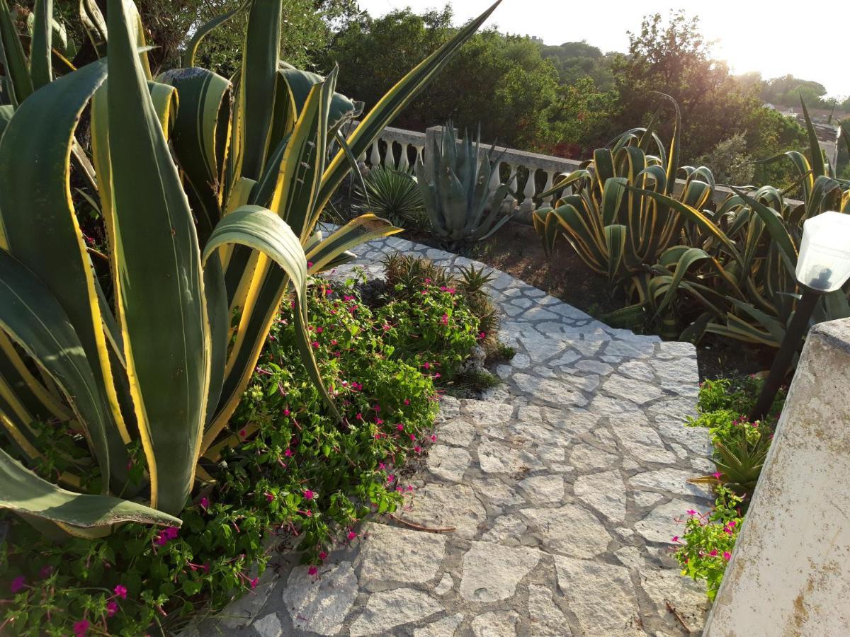 Villa Venezuela 1° Piano Maratea Zewnętrze zdjęcie
